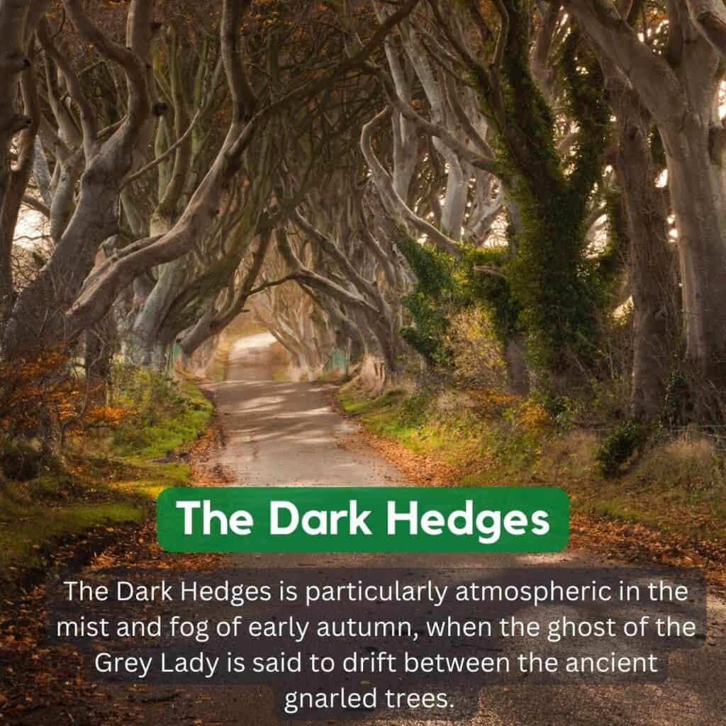 Dark hedge trees in autumn mist along a winding forest road with twisted branches and foliage.