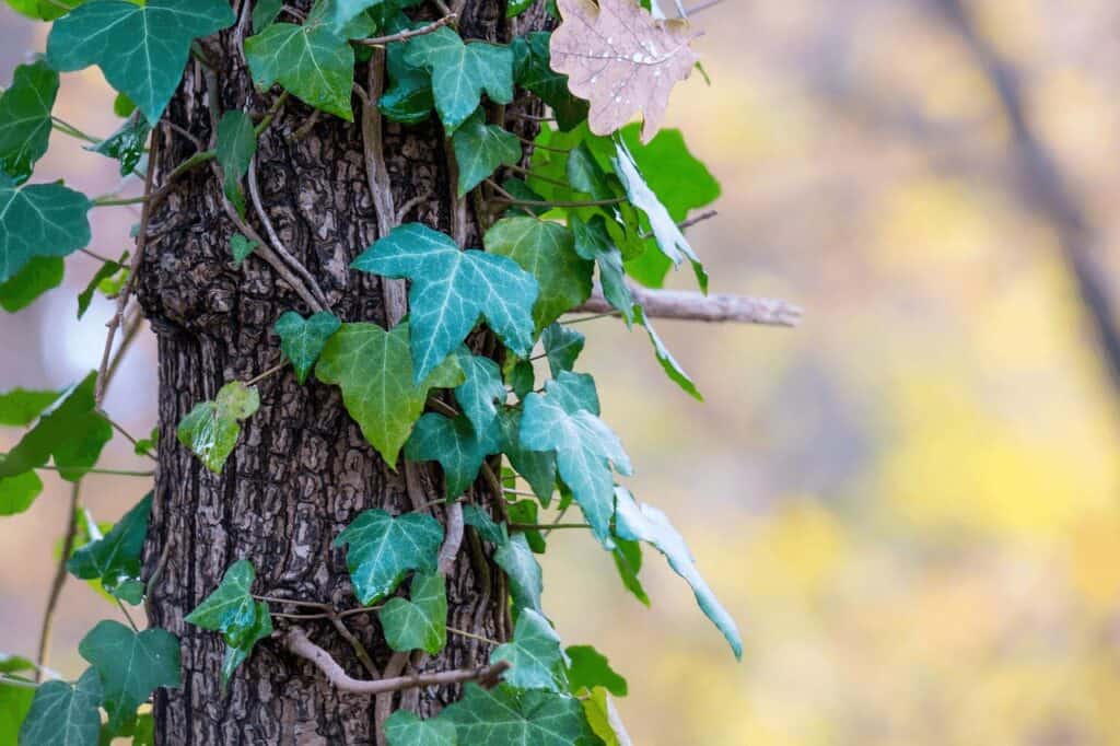 Vine-covered tree trunk with green ivy leaves in nature scene.