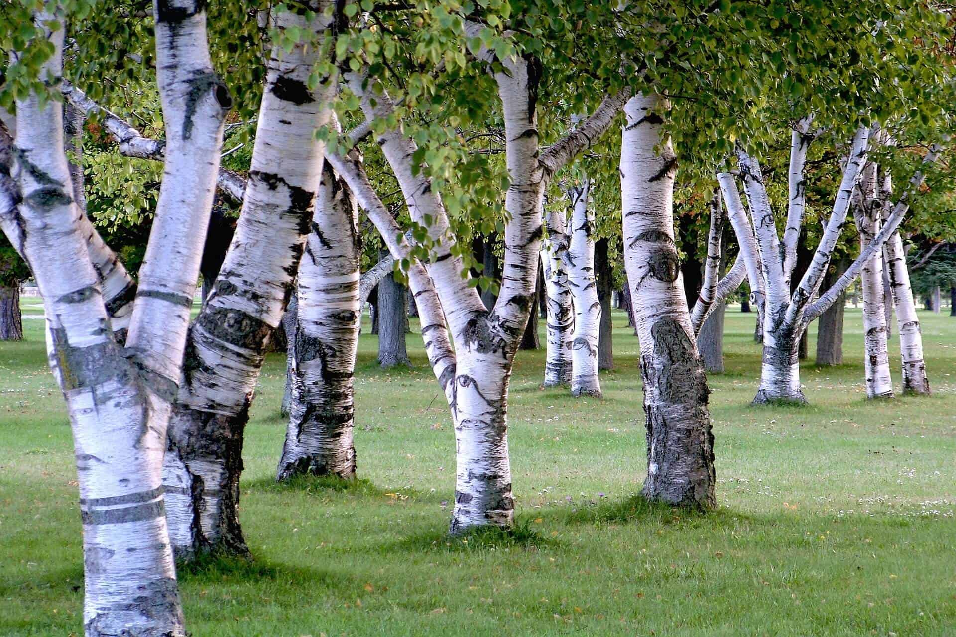 Birch trees in a lush green park, showcasing Ireland's natural beauty and outdoor scenery.