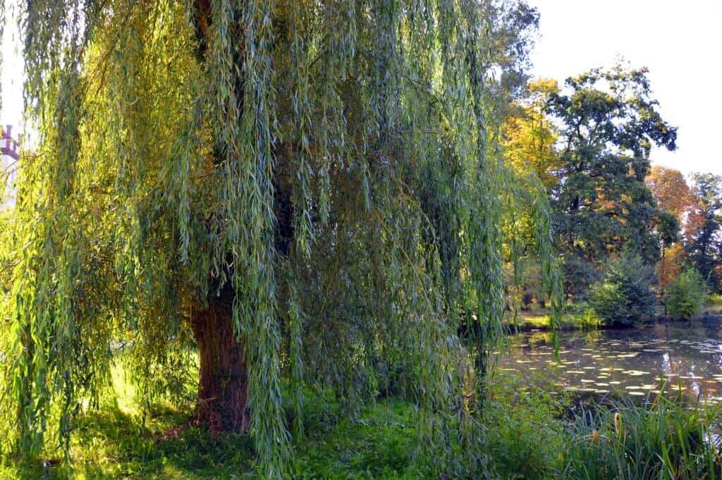Willow tree by a tranquil pond with lily pads and colorful autumn trees in the background.