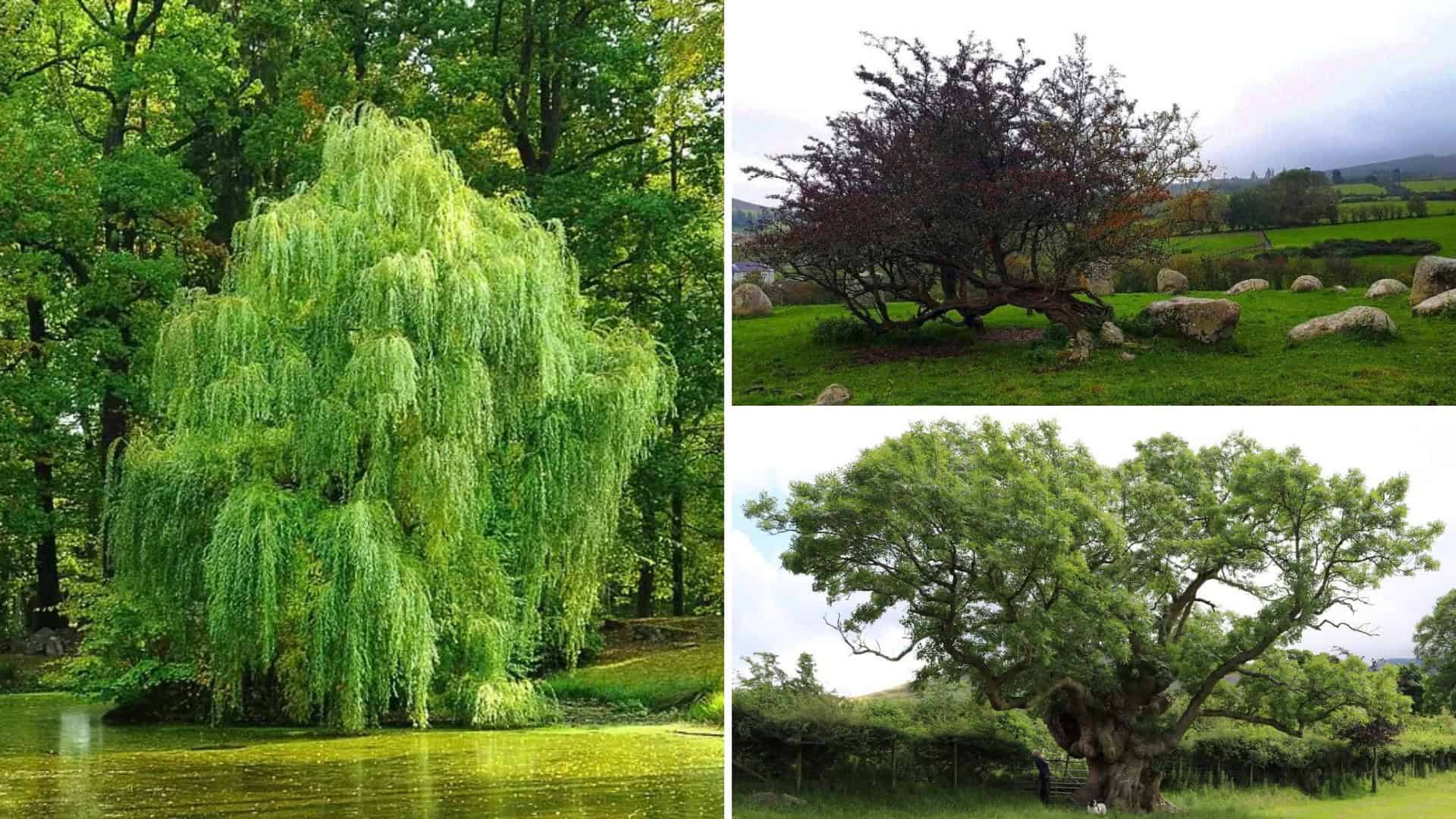 Lush greenery of Irish trees in springtime, showcasing Ireland's outdoor natural beauty.