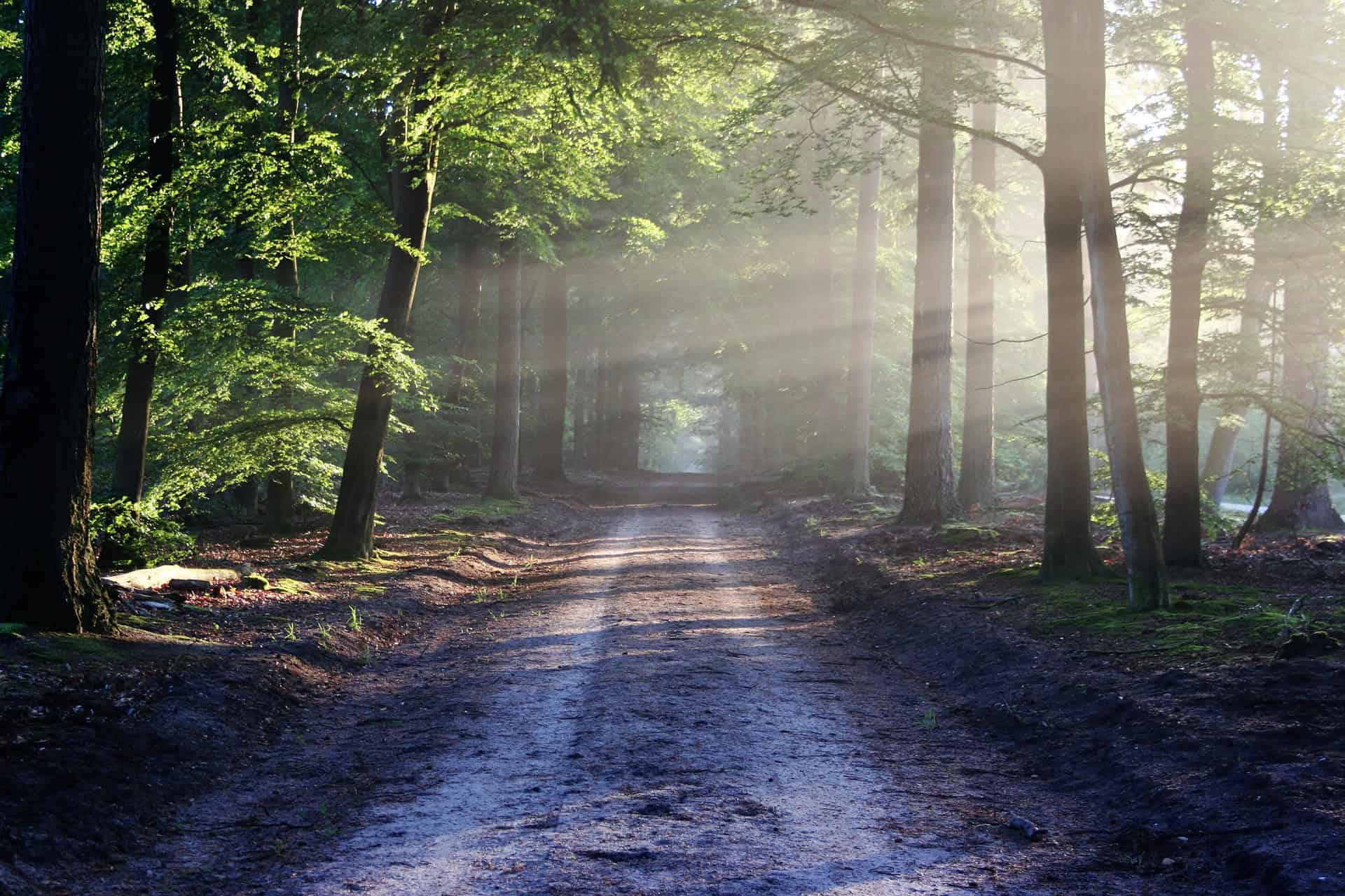 Sunlit forest trail in Irish woodland with lush green foliage.