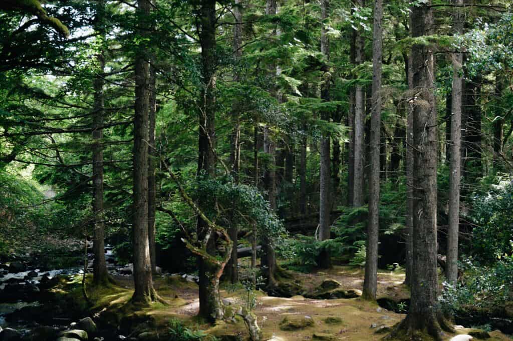 Tranquil forest scene with lush greenery in Killarney National Park, Ireland.