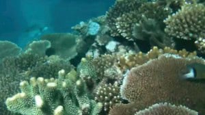 Waitabu Village and Marine Park. Healthy coral, tabu area.