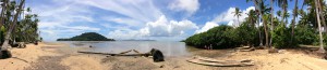 Fallen palms, Taveuni, Fiji