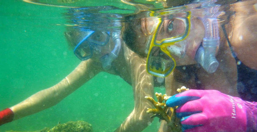 Coral gardening Fiji Island Spirit