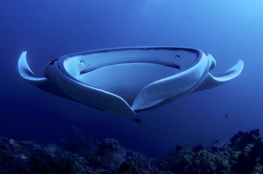 Shark and ray protection