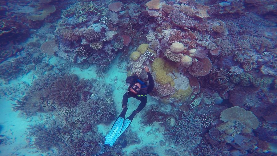 chasing coral