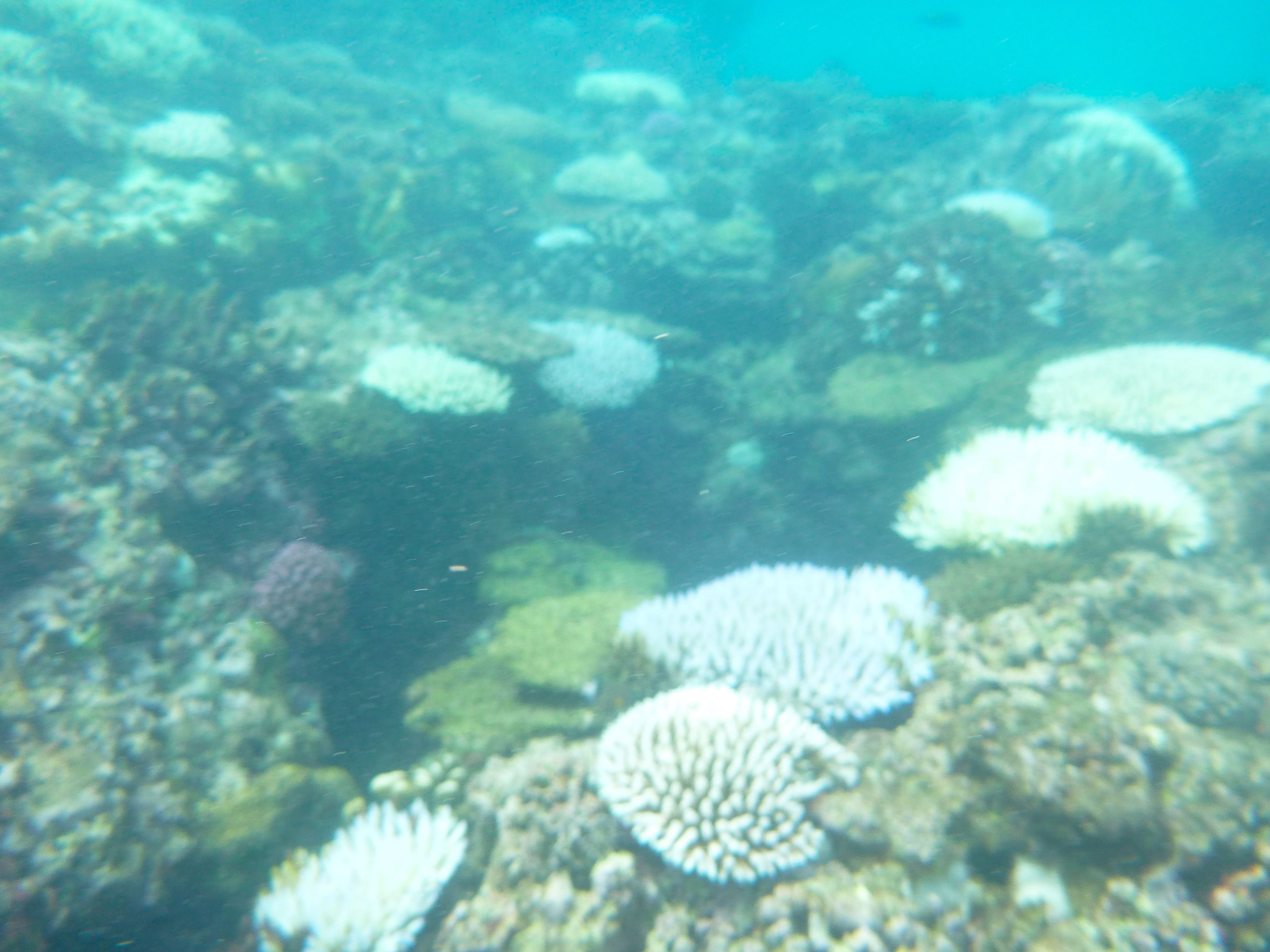 Bleaching June 14 Island Spirit Fiji