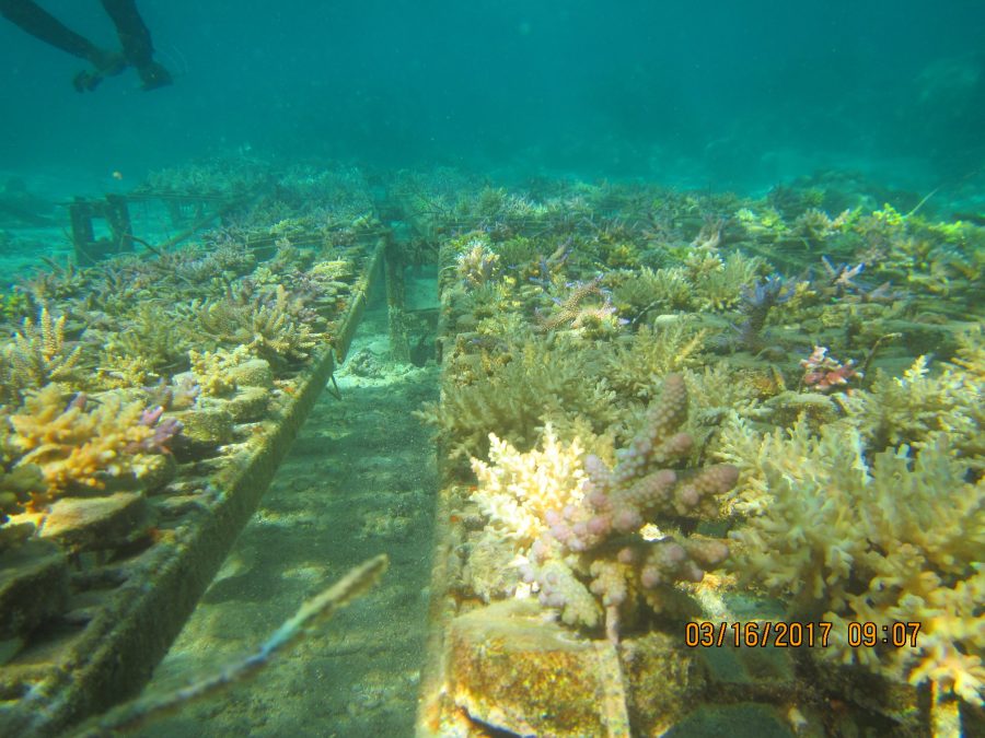 Coral Gardening Fiji Island Spirit 2017