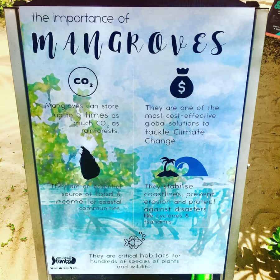 Kalpitiya mangroves Sri Lanka