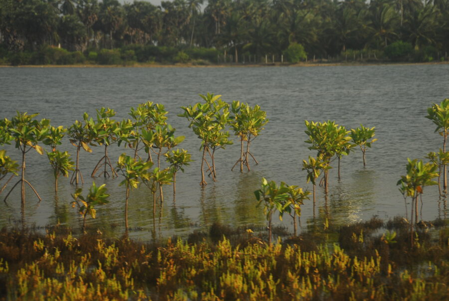 mangrove reforestation project Kalpitiya Sri Lanka