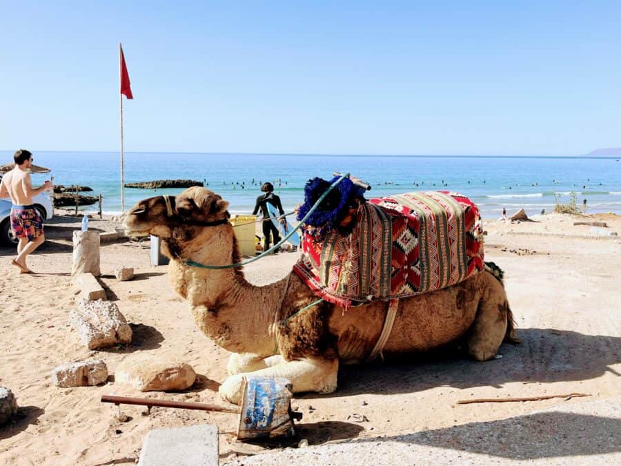 Camel Morocco
