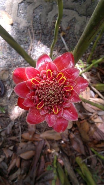 budget hotel hostel sandakan 250520141033