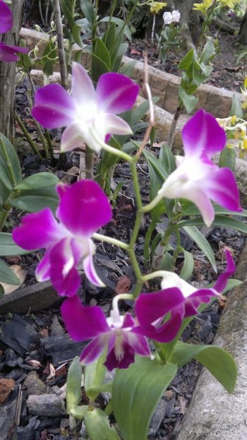 budget hotel hostel sandakan 250520141034