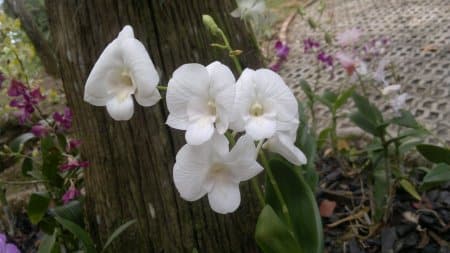 budget hotel hostel sandakan 250520141036