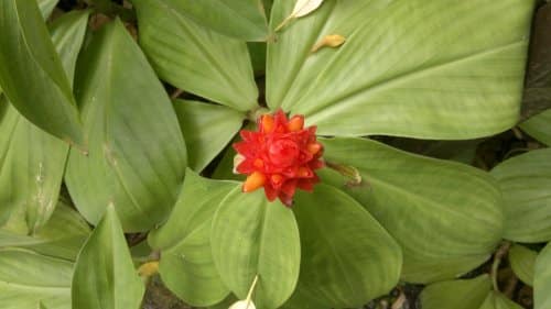 budget hotel hostel sandakan 250520141039