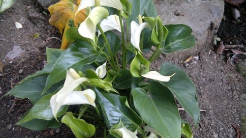 budget hotel hostel sandakan 250520141042