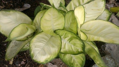 budget hotel hostel sandakan 250520141043