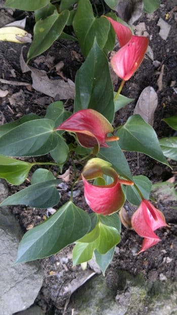 budget hotel hostel sandakan 250520141044