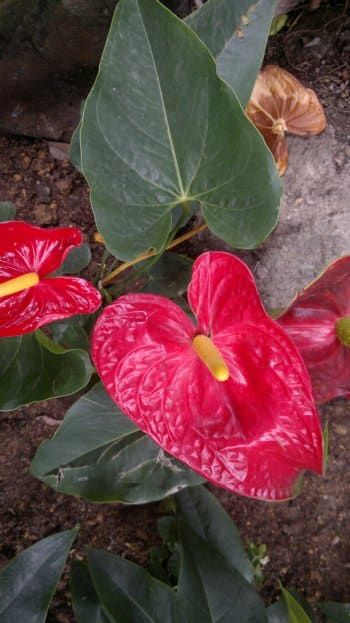 budget hotel hostel sandakan 250520141045