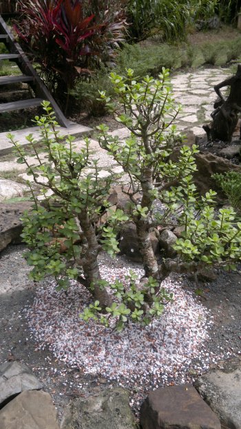 budget hotel hostel sandakan 250520141046