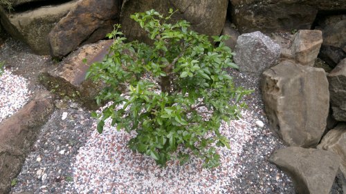 budget hotel hostel sandakan 250520141049