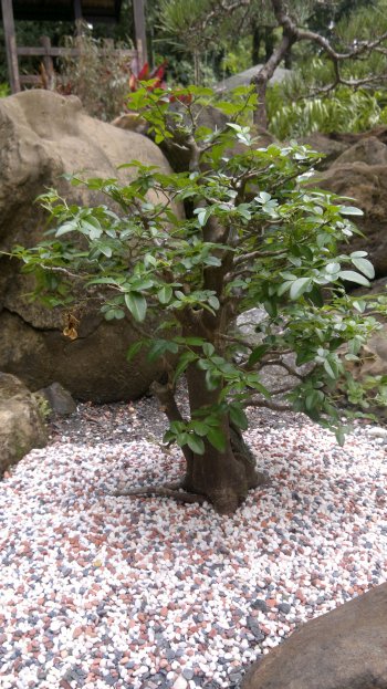 budget hotel hostel sandakan 250520141050