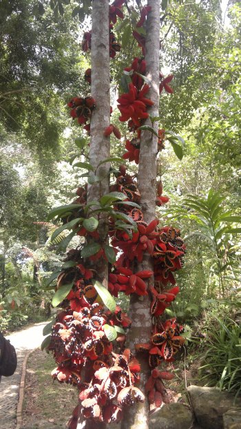 budget hotel hostel sandakan 250520141055