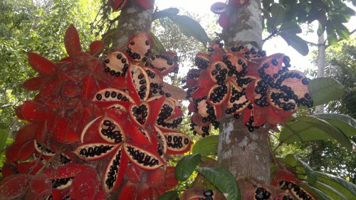 budget hotel hostel sandakan 3