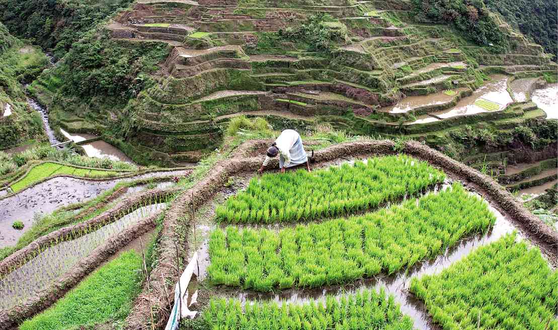 Banaue Rice Terraces engineering marvel