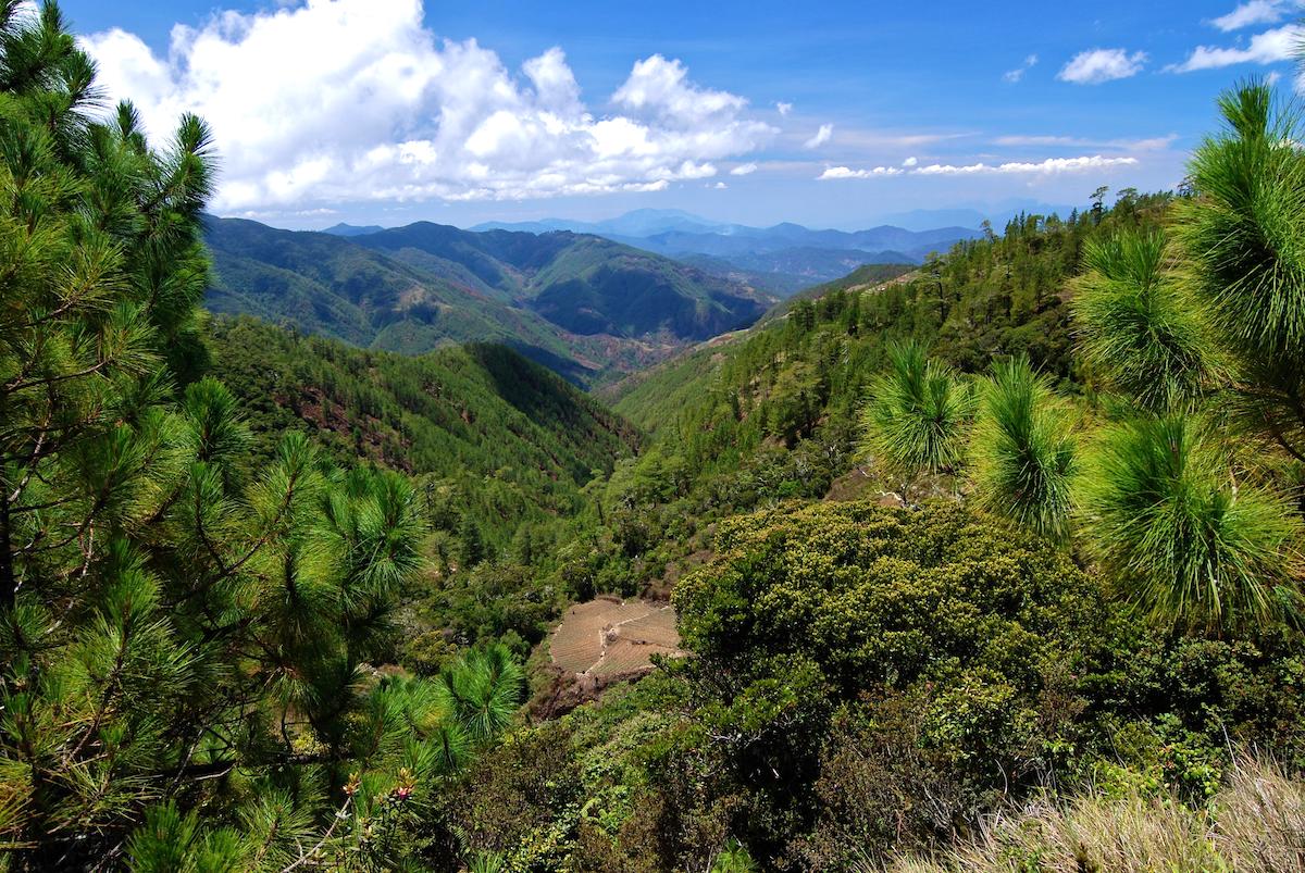 Mount Pulag National Park forested