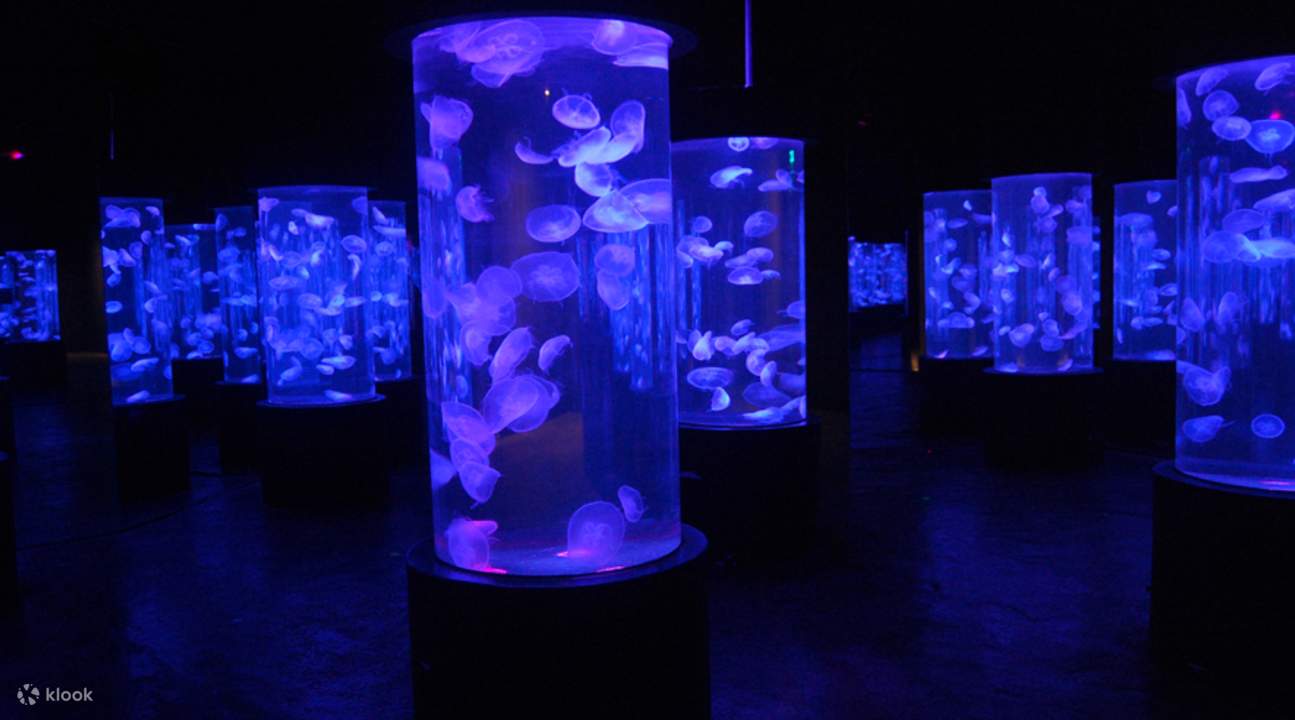 manila ocean park jelly fish