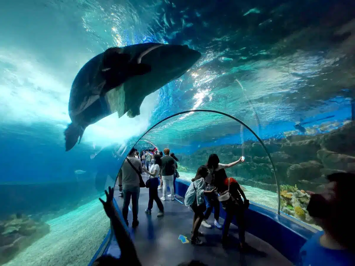 People walk through an underwater tunnel in an aquarium, marveling at a large fish swimming overhead, reminiscent of the vibrant marine life encountered during a boat tour while island hopping.