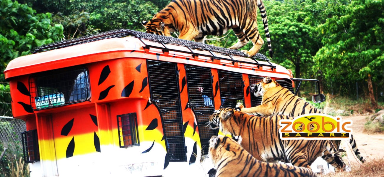 dream yacht cruise subic bay zoobic safari