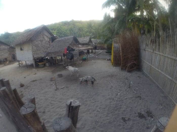 In the rural setting of Barangonan, thatched huts dot the sandy ground where two goats graze peacefully. Surrounded by a wooden fence and swaying palm trees, it's a perfect spot to pause before continuing your island hopping boat tour.