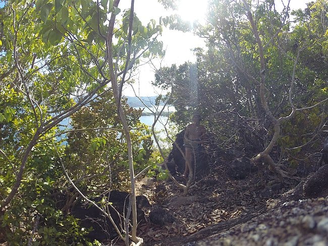 Dense trees and foliage with sunlight shining through, overlooking the blue waters of Palawan in the background, hinting at adventures like island hopping.