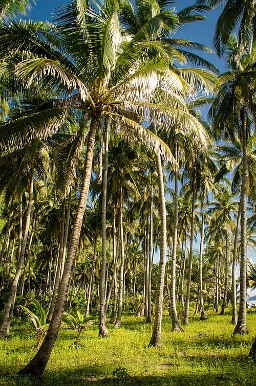 A lush grove of tall palm trees under a clear blue sky, with bright green grass covering the ground, perfect for a serene pause during an island hopping adventure.