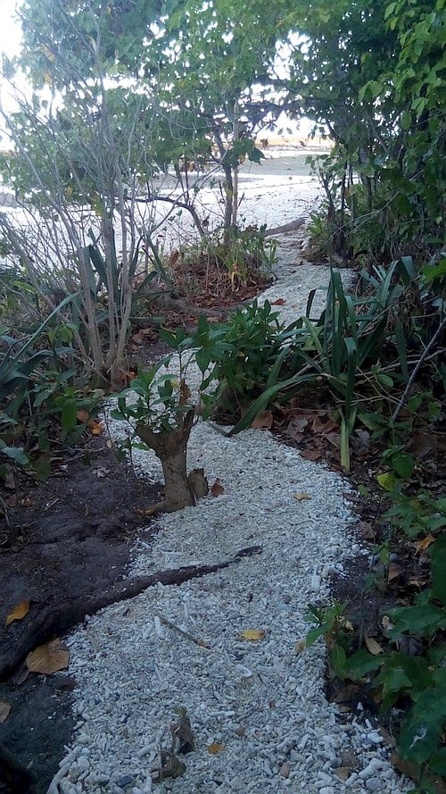 A narrow, winding path covered with small white pebbles leads through dense greenery towards an open area, reminiscent of a hidden trail in Palawan. Trees and bushes surround the path, creating a natural tunnel effect.