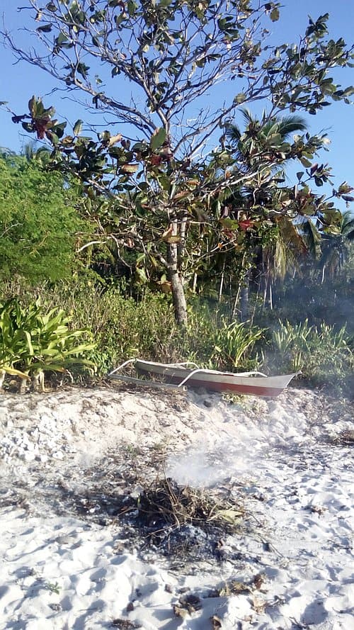 A small boat sits on a sandy beach in Palawan near smoldering ash, surrounded by tropical greenery and a tree with broad leaves under a clear blue sky.