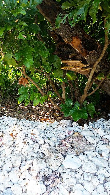 camping-tenting-philippines-kitesurfing-20160719_075032