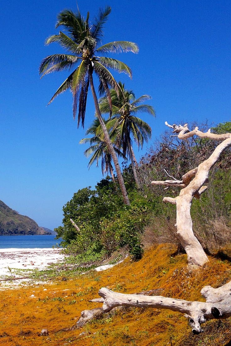 A tropical beach scene featuring tall palm trees, a piece of driftwood, and orange moss-like ground cover. With a backdrop perfect for island hopping, the ocean and a distant rocky hill sparkle beneath the clear blue sky.