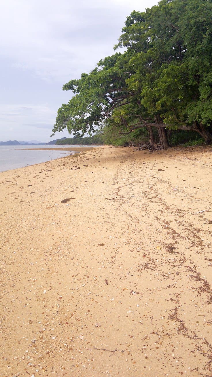 A serene beach scene features a sandy shore lined with lush green trees on the right, inviting thoughts of island hopping. The calm ocean waves gently lap against the sand under a slightly overcast sky, creating a tranquil atmosphere perfect for boat tours.
