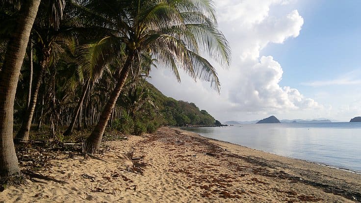 A serene beach scene with tall palm trees lining a sandy shoreline sets the perfect backdrop for island hopping adventures. The calm sea stretches towards distant islands under a cloudy sky, while a mix of greenery and driftwood is scattered along the shore, inviting leisurely boat tours.