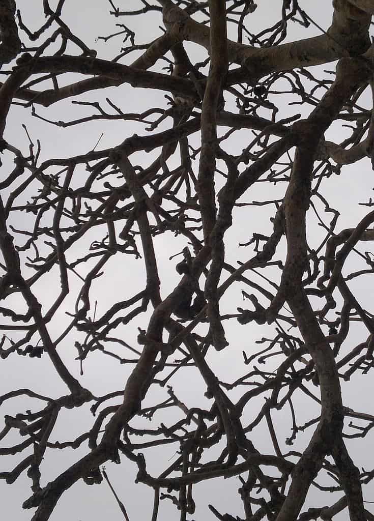 A network of bare tree branches silhouetted against a gray, overcast sky mirrors the intricate patterns found on island hopping adventures.