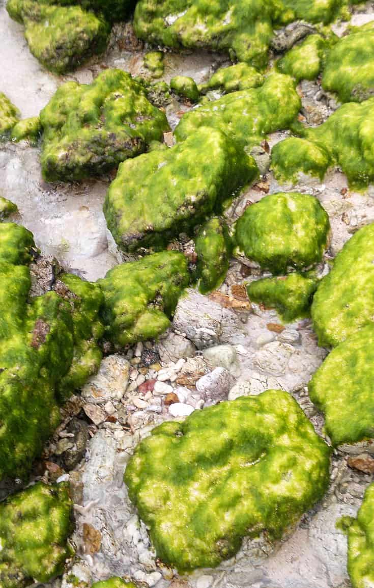 Green seaweed-covered rocks scattered on a rocky shoreline, with pools of water between them, offer a serene backdrop for island hopping adventures.
