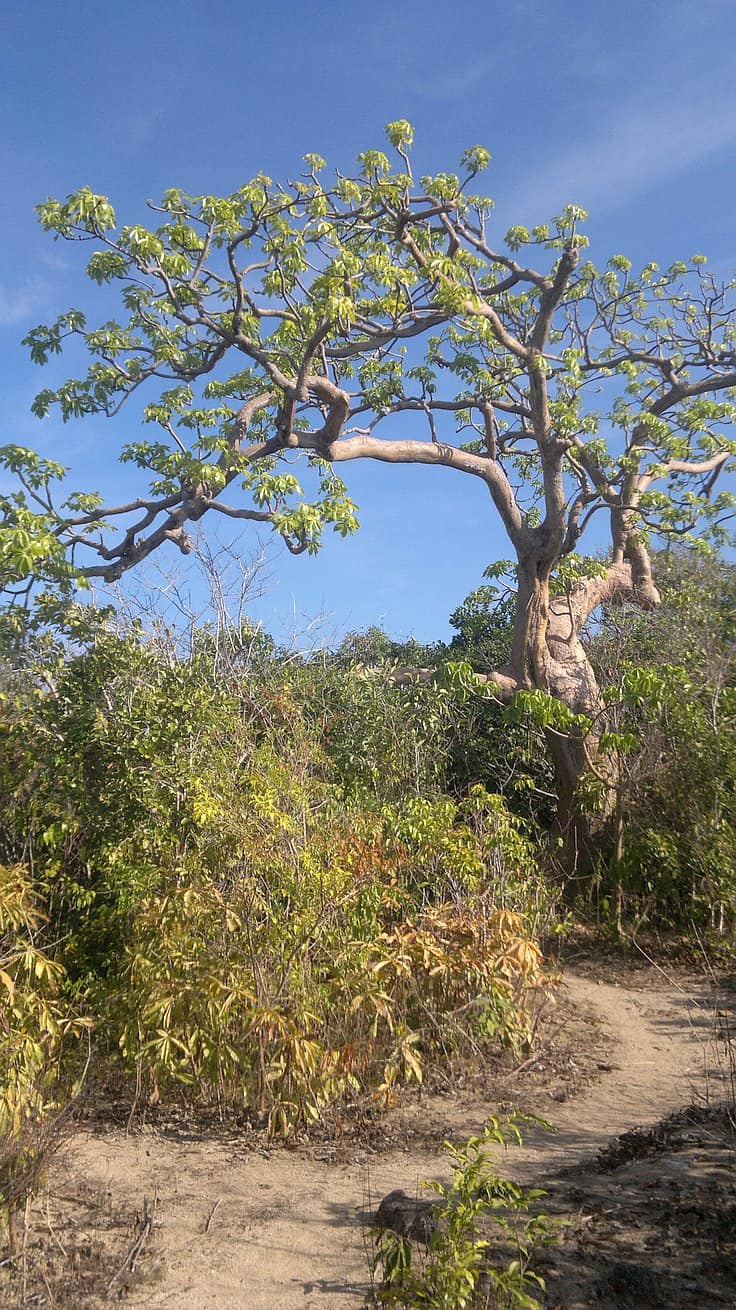 A tall tree with a thick trunk and sparse branches stands prominently against a blue sky, much like the towering landmarks encountered on island hopping adventures. Surrounding it are dense, green shrubs and bushes. A small dirt path winds through the vegetation in the foreground.