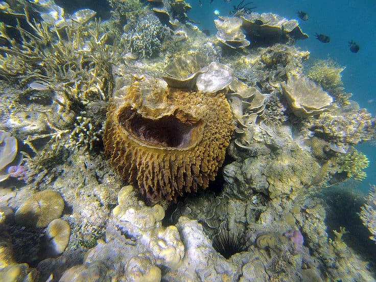 A vibrant underwater scene featuring a variety of corals and marine life often explored during island hopping adventures. Central is a large, brown, barrel-shaped sponge surrounded by diverse coral species in shades of green, beige, and gray, set against a clear blue ocean backdrop.