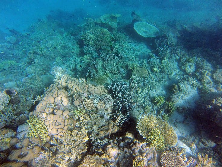 Set against clear blue water, the underwater scene captures a vibrant coral reef with diverse shapes and textures. As you explore this marine biodiversity, imagine the adventures of island hopping or boat tours that bring you to such mesmerizing underwater worlds.