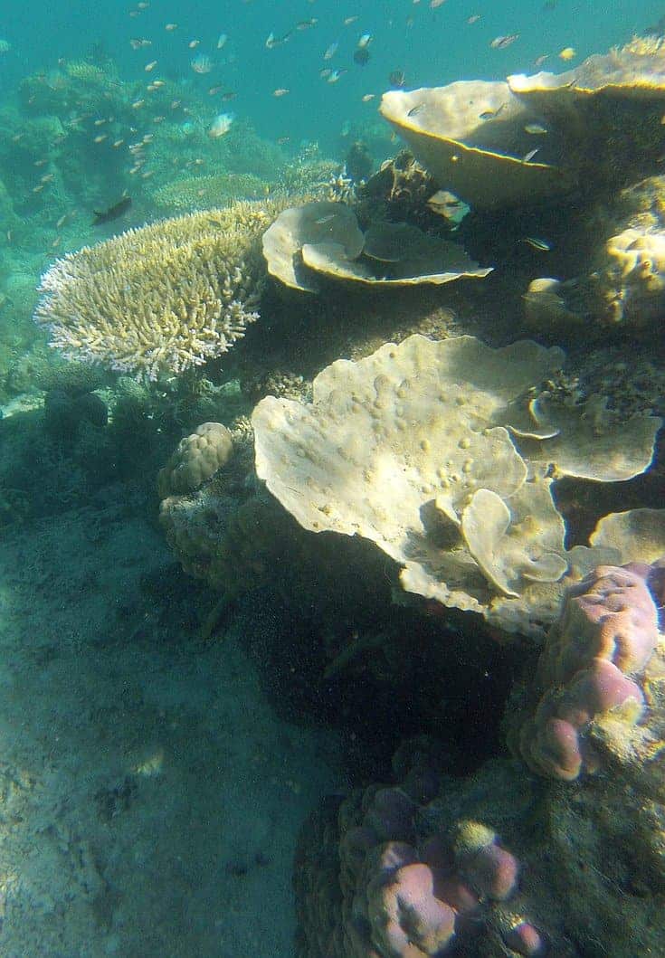 A vibrant underwater coral reef with large, layered coral structures surrounded by smaller fish swimming in clear blue water. Explore these captivating scenes on island hopping boat tours, where diverse marine life and stunning coral formations are visible at every stop.